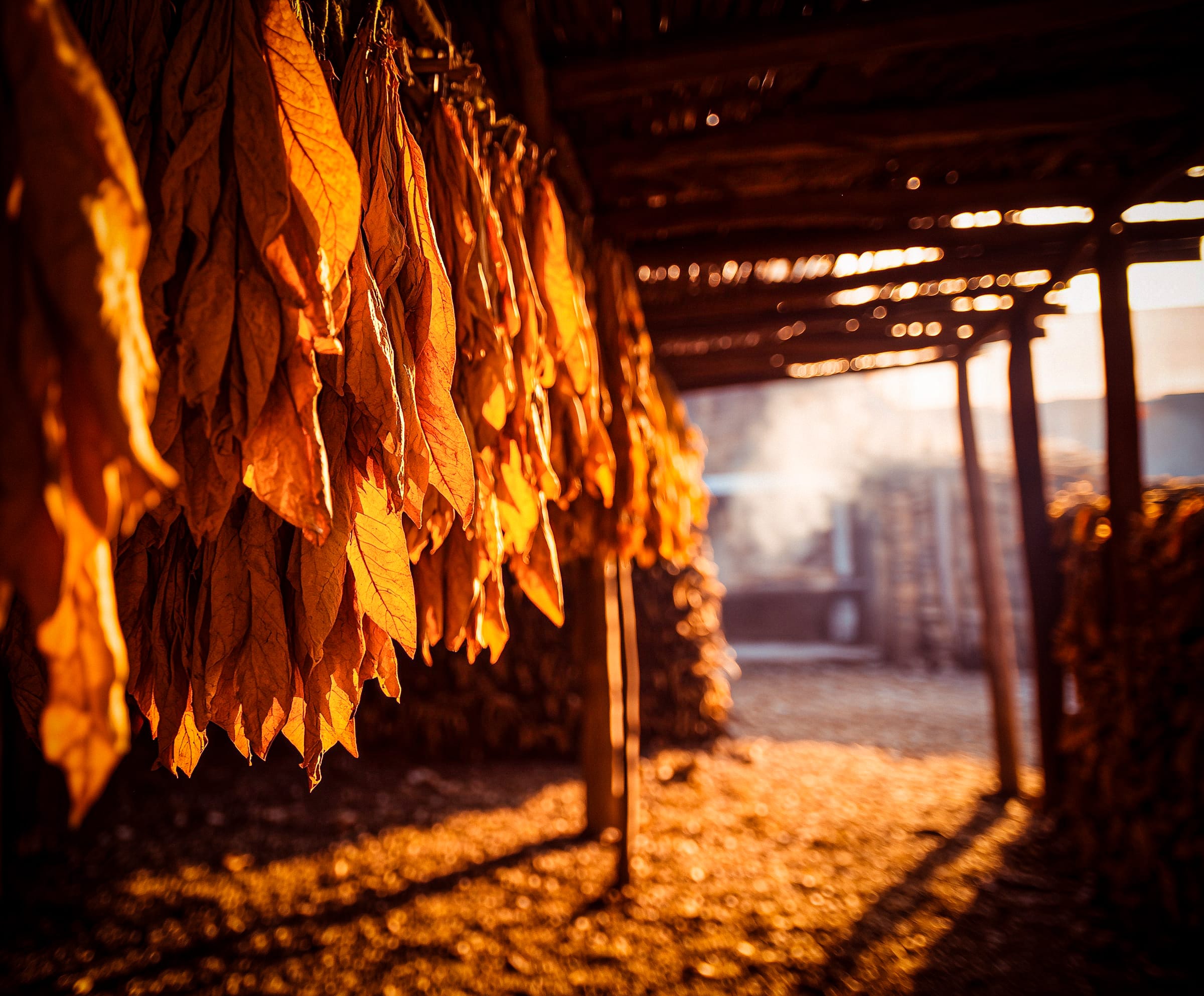Drying and curing tobacco leaves in a traditional curing shed