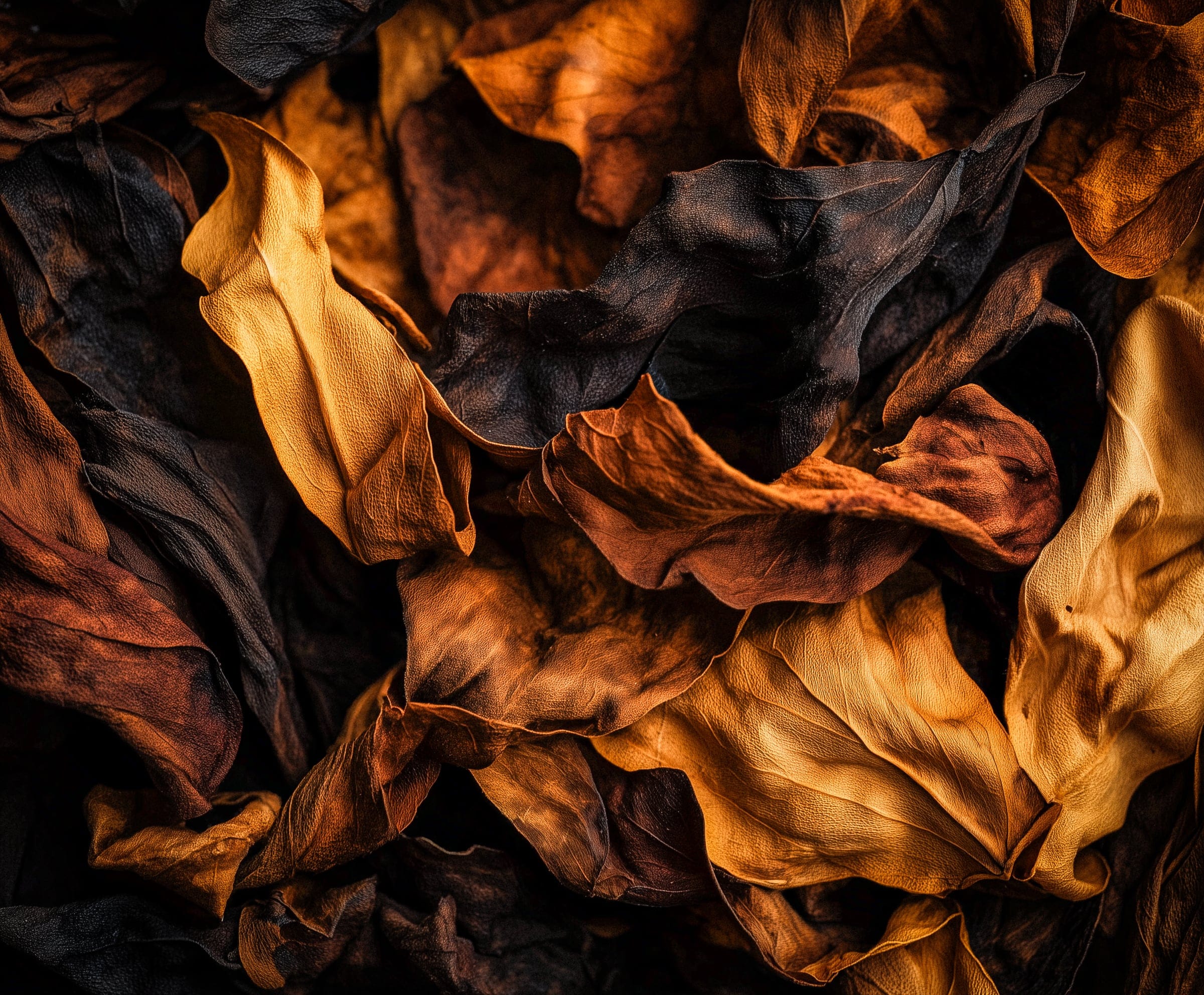 Macro photograph of dried rough cut tobacco leaves